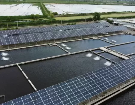 Silver Fish Kayan.webp